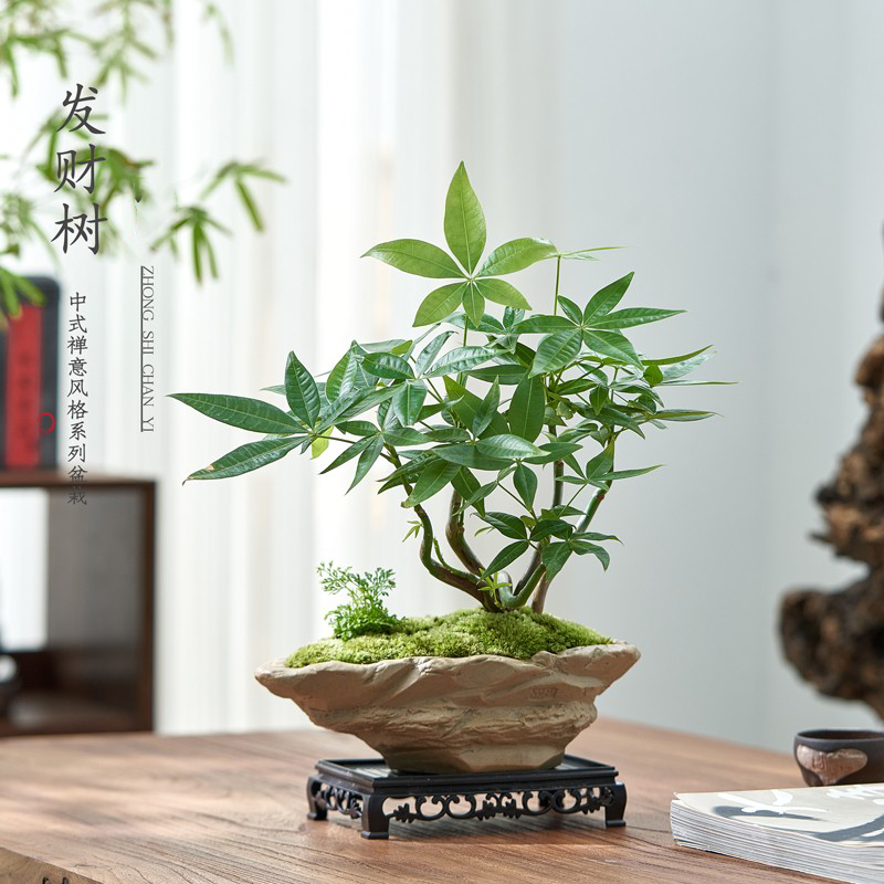 发财树客厅室内茶桌无