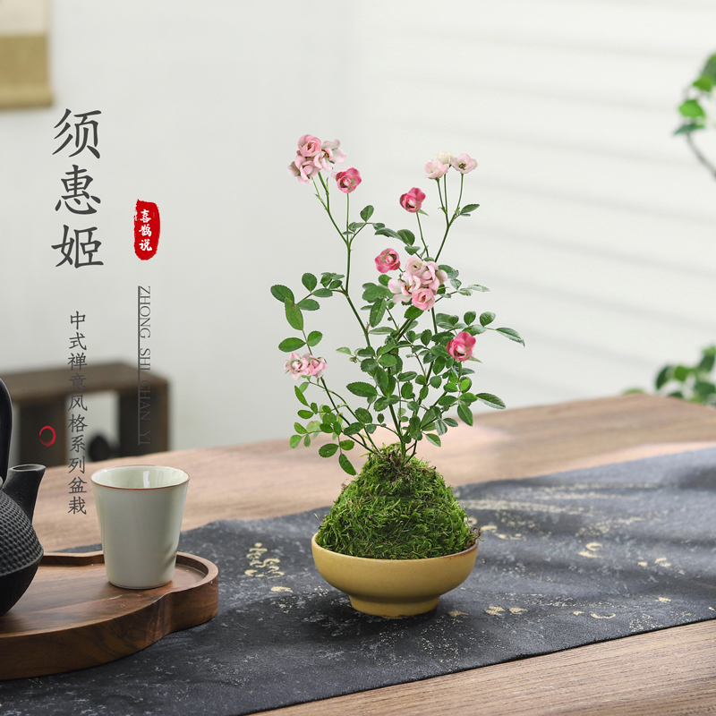 吉利红盆栽净化空气好养绿植