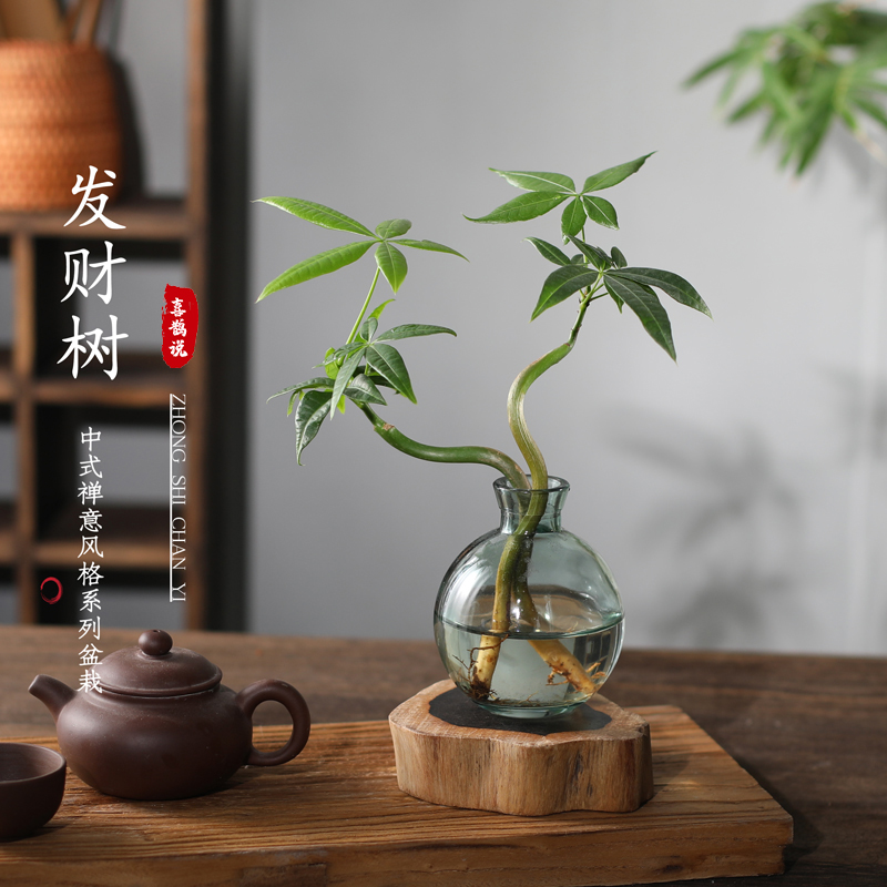 发财树小盆栽花卉水培植物客厅桌面绿植室内四季招财树办公室好养