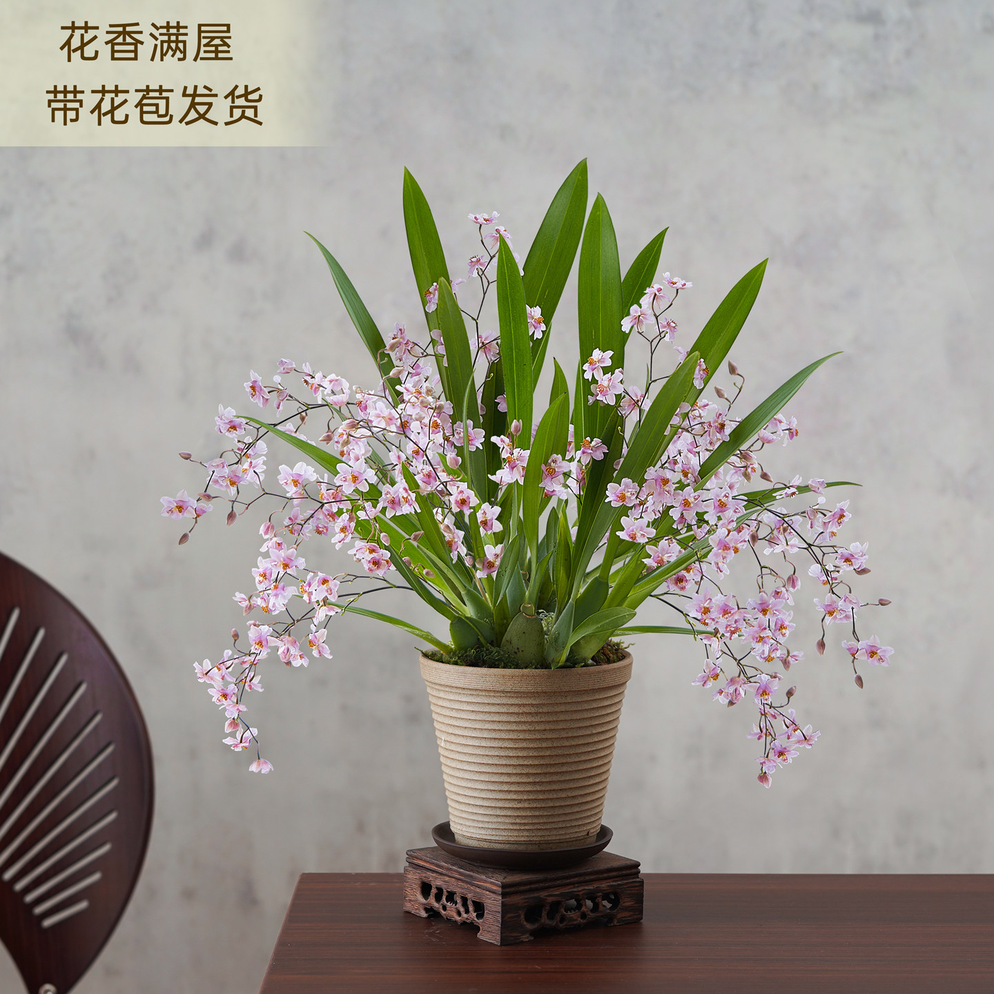 梦香兰盆栽带花苞浓香植物办公室内工位桌面净化空气绿植花卉盆景,鲜花速递/花卉仿真/绿植园艺,国兰/杂交兰/洋兰类,淘宝优惠券,粉丝福利购,淘宝优惠卷