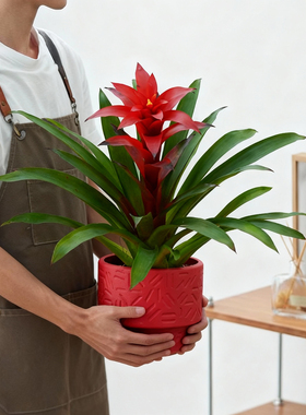 鸿运当头盆栽办公室内桌面好养活花卉净化空气四季开花红玉扇植物