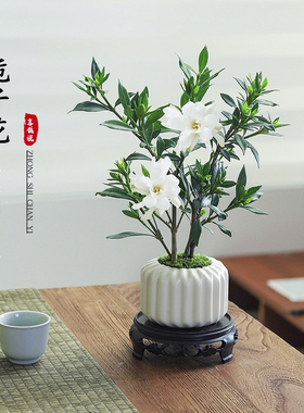 小叶栀子花盆栽开花植物室内桌面茶几好养花卉绿植办公室净化空气