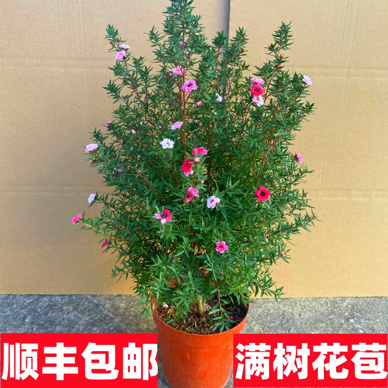 澳洲腊梅阳台四季开花超长花期图片