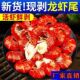 新鲜龙虾尾小龙虾尾鲜活冰冻现剥龙虾尾海鲜水产商用整箱
