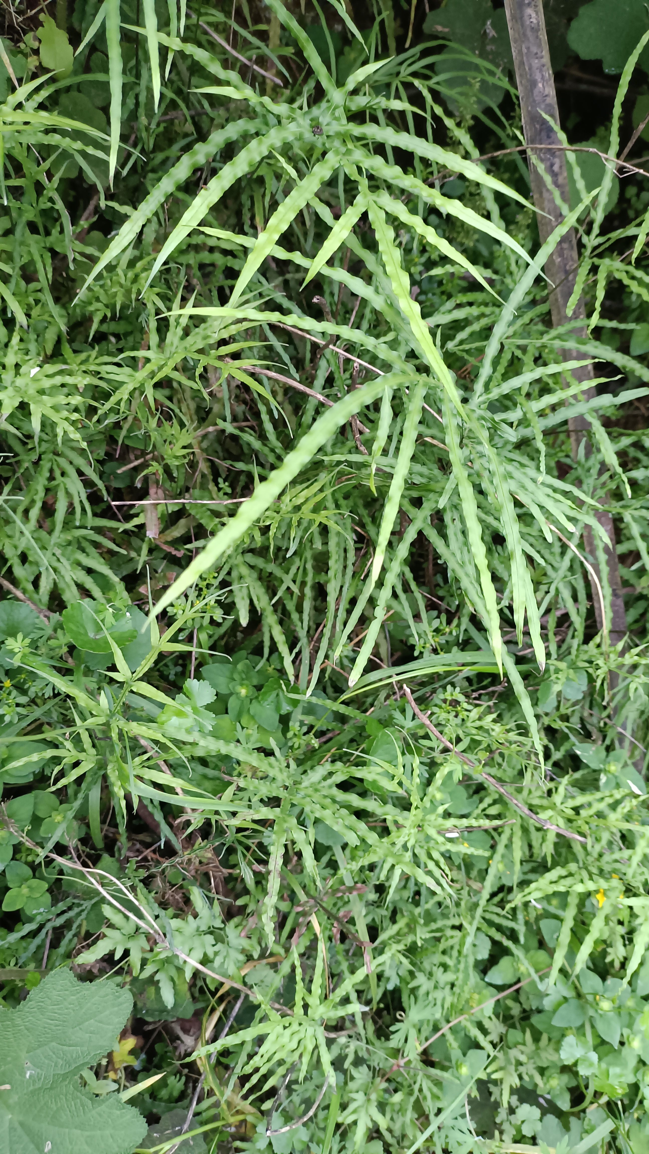 新鲜天然凤尾草鸡脚草鸡爪井栏边风尾草蕨中药材深山现采泡茶