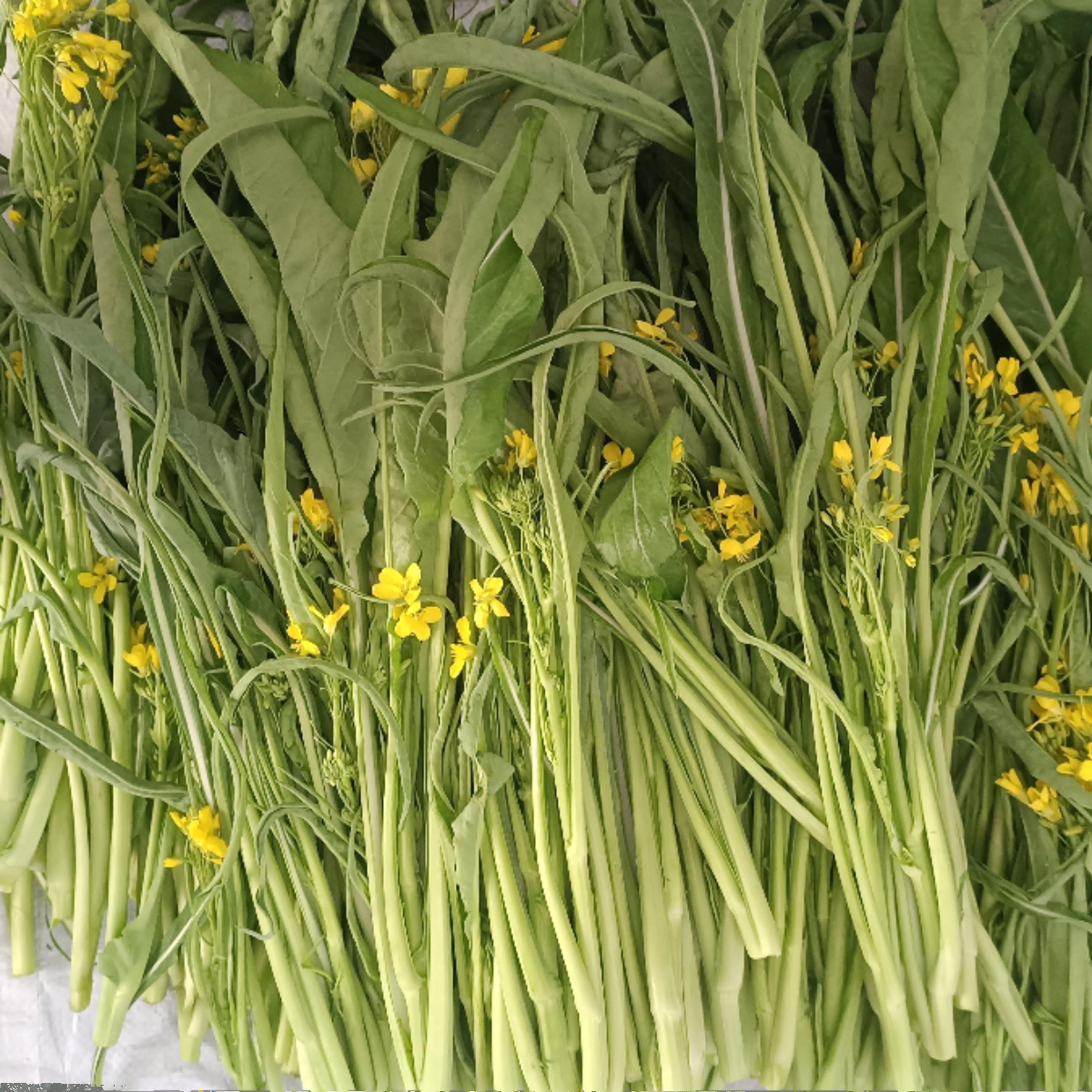 广西桂林农家嫩菜心露天打霜柳叶菜苔新鲜青菜现摘蔬菜