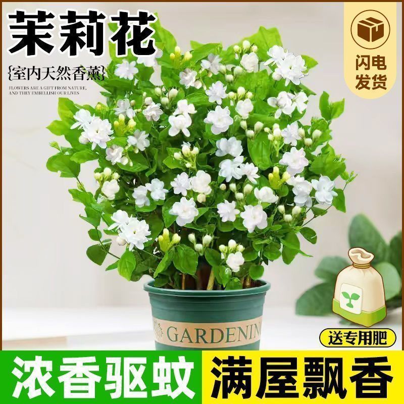 重瓣茉莉花苗盆栽室内盆