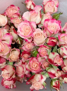 蔷薇多头小玫瑰橙色芭比泡泡折射爱丽丝云南昆明基地直发鲜花包邮