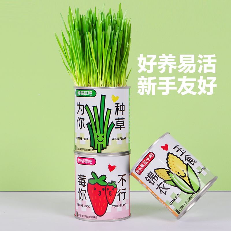 种植小盆栽学生版DIY礼物宿舍桌面罐头植物小学生幸运草向日葵