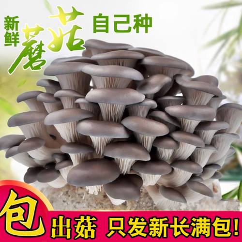 蘑菇种植包菌种菌包家种菌菇香菇食用黑平菇菌菇家庭新鲜菌棒盆栽