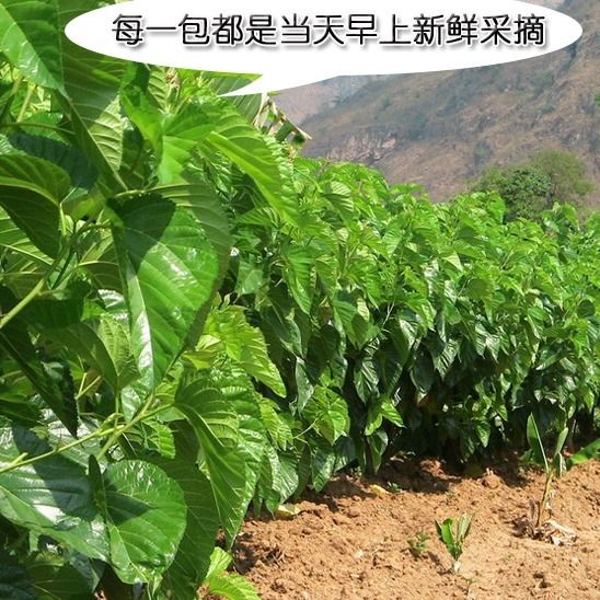 新鲜桑叶包邮蚕宝宝桑树叶小蚕大蚕桑叶当天现摘小蚕特嫩叶蚕吃叶