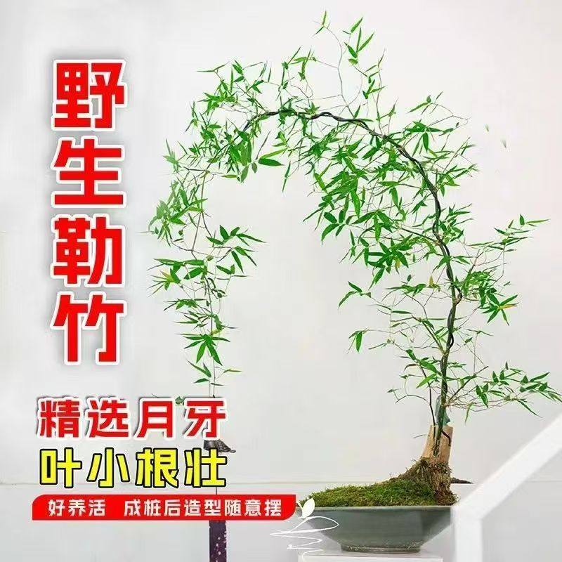 小叶簕竹盆景竹头簕竹老桩富贵竹绿植盆栽室内好养风水竹盆景