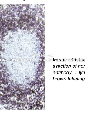 BD Pharmingen™Purified Mouse Anti-Human CD3抗体，货号550368