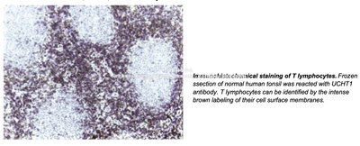 BD Pharmingen™Purified Mouse Anti-Human CD3抗体，货号550368