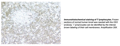 BD Pharmingen™ Purified Mouse Anti-Human CD3，货号550367