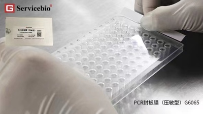 Servicebio压敏型高粘性封板膜 无DNA酶RNA酶适用96孔/384孔PCR板