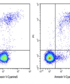 Elabscience®Annexin V-Cyanine5/PI细胞凋亡检测试剂 E-CK-A221