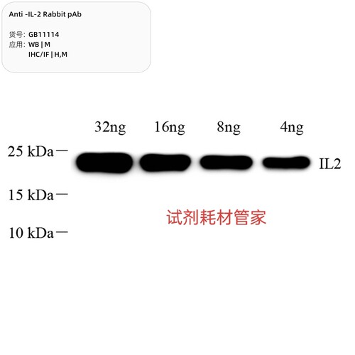 Anti -IL-2 Rabbit pAb,抗-IL-2 兔 pAb,GB11114-100,100 μL