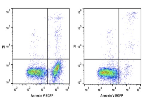 Elabscience® Annexin V-EGFP 染色液，E-CK-A119，适用荧光标记