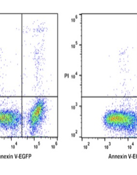Elabscience® Annexin V-EGFP 染色液，E-CK-A119，适用荧光标记