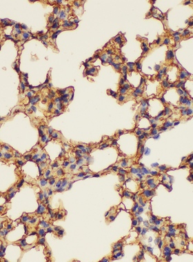 Elabscience®ANXA5多克隆抗体，E-AB-40386，适用WB与IHC,200μL