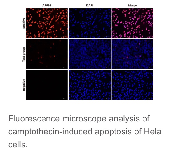 Elabscience®一步法TUNEL原位细胞凋亡检测试剂盒（红色 AF594）