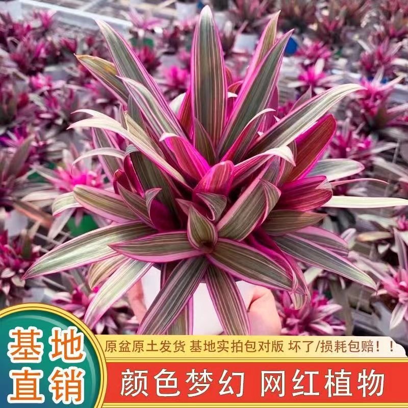 新品吊篮紫露兰盆栽净化空气办公室书房桌摆室内植物小盆栽四季好图片