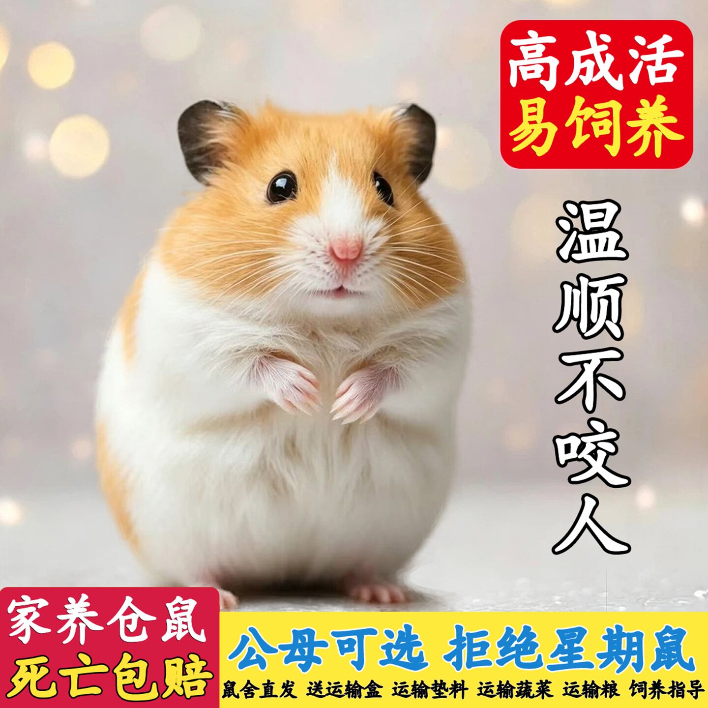 家养仓鼠金丝熊小宠物包活包健康