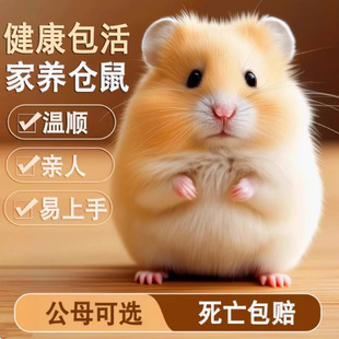 家养金丝熊仓鼠活物可爱布丁三线银狐鼠类情侣小宠物网红活体苍鼠