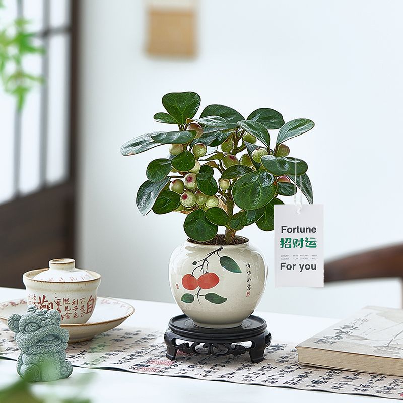 小盼菩提树盆栽带果室内客厅茶几桌面禅意植物办公室好养绿植