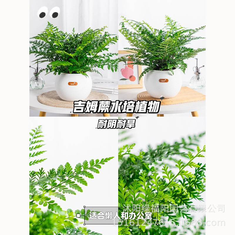 吉姆蕨盆栽绿植盆景波斯顿蕨类植物网红室内客厅四季常绿花卉