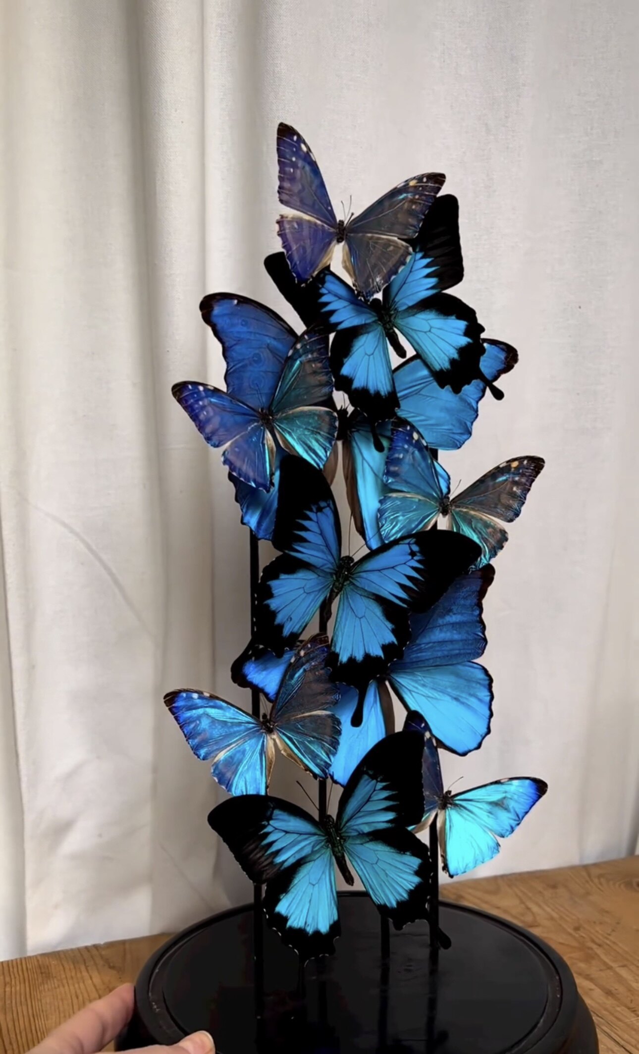 梦幻蓝蝴蝶标本蓝闪定制组合造景