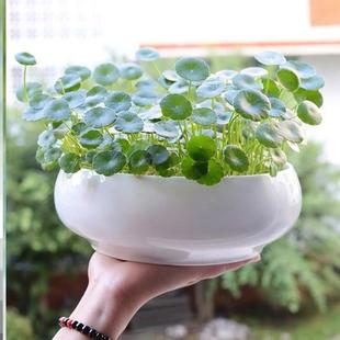 铜钱草招财水培植物办公室桌面盆栽金钱草花卉室内水养绿植吸甲醛