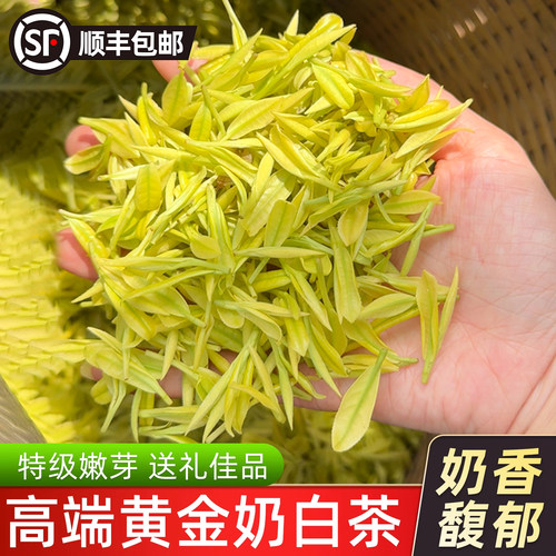 高端熊猫黄金奶白茶安吉特级嫩芽