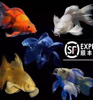 顺丰台湾蝴蝶鲤鱼球体短身大鳍长尾冷水鱼锦鲤红色观赏鱼苗活体
