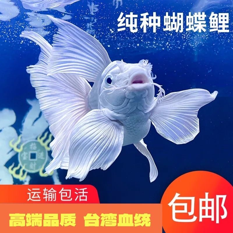 球体纯种蝴蝶鲤观赏鱼冷水鱼短身球体锦鲤招财鱼鱼苗金鱼好养包活