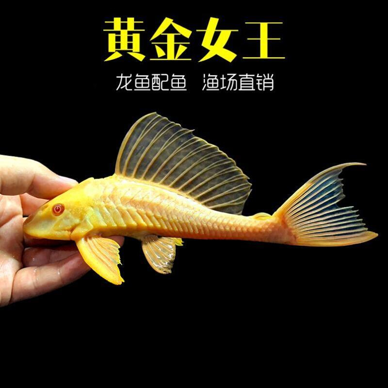 黄金红眼女王大帆清w道夫活体热带异形大型小型吃垃圾工具鱼观赏
