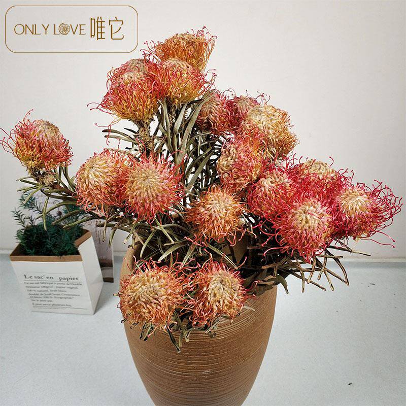 进口蓝刺芹干花花束教师节情人节创意礼物针垫风干花束真花乾燥花