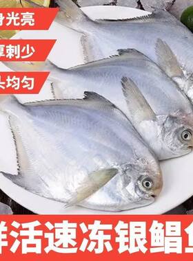 白鲳鱼新鲜冷冻银鲳鱼