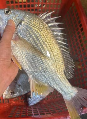 东山岛海钓黄翅鱼海鲜新鲜小船鲜活海钓黄鳍黄脚立冷冻鲷鱼鲜活