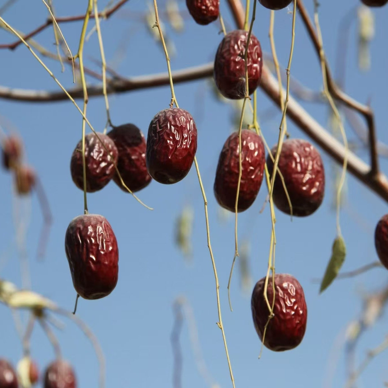 【枣王5斤】25年新疆若羌灰枣自然吊干原生态孕妇老人小孩正宗