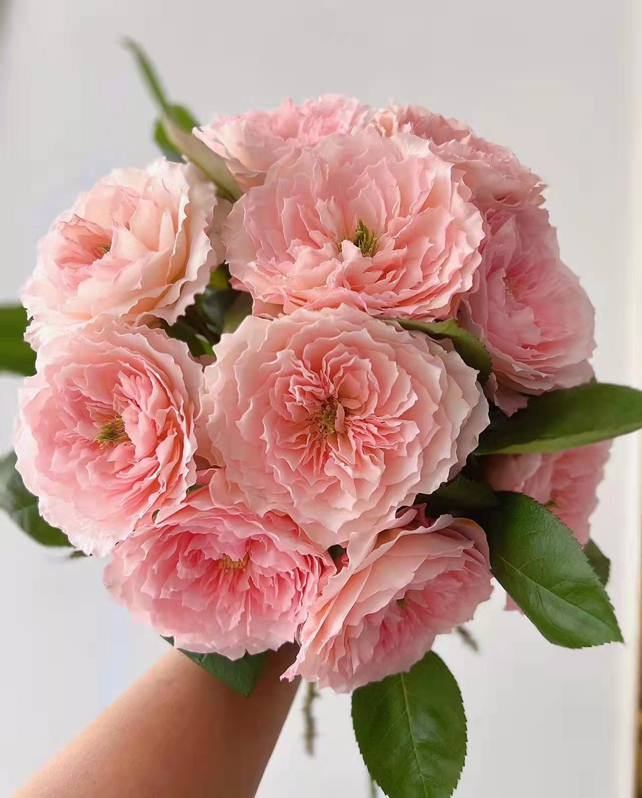 百利信70cm粉梅拉玫瑰农场直发