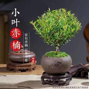 小叶赤楠植物盆栽老桩花卉盆景办公室内好养四季 常绿陶瓷盆绿植$$