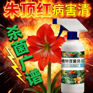 朱顶红红斑病红锈病烂根专用药杀菌剂催花爆芽素种球根营养液肥料