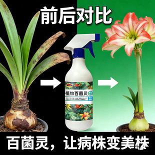 朱顶红红斑病红锈病烂根专用药杀菌剂催花爆芽素种球根营养液肥料