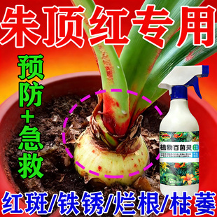 朱顶红红斑病红锈病烂根专用药杀菌剂催花爆芽素种球根营养液肥料