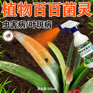 朱顶红红斑病红锈病烂根专用药杀菌剂催花爆芽素种球根营养液肥料