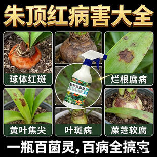 朱顶红红斑病红锈病烂根专用药杀菌剂催花爆芽素种球根营养液肥料
