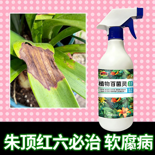朱顶红红斑病红锈病烂根专用药杀菌剂催花爆芽素种球根营养液肥料