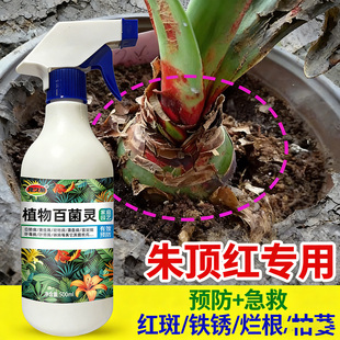 朱顶红红斑病红锈病烂根专用药杀菌剂催花爆芽素种球根营养液肥料